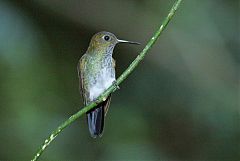 Many-spotted Hummingbird